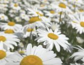Комфорт, що лікує: як Володимир Поцелуєв змінює просторові умови лікарні Святого Пантелеймона